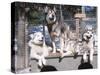 Cute Huskies in Dog Kennel-null-Stretched Canvas