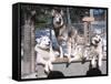 Cute Huskies in Dog Kennel-null-Framed Stretched Canvas