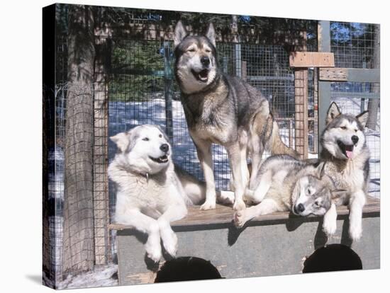 Cute Huskies in Dog Kennel-null-Stretched Canvas