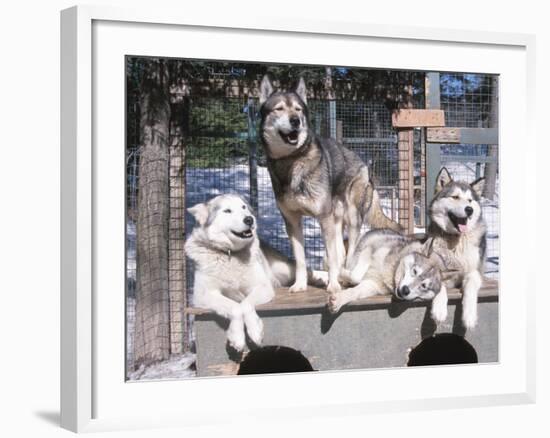 Cute Huskies in Dog Kennel-null-Framed Photographic Print