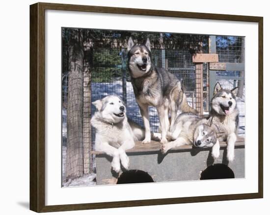 Cute Huskies in Dog Kennel-null-Framed Photographic Print