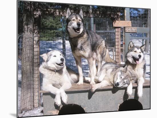 Cute Huskies in Dog Kennel-null-Mounted Photographic Print