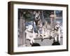 Cute Huskies in Dog Kennel-null-Framed Photographic Print