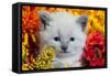 Cute Kitten and Flowers-EEI_Tony-Framed Stretched Canvas