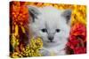 Cute Kitten and Flowers-EEI_Tony-Stretched Canvas