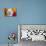 Cute Kitten and Flowers-EEI_Tony-Photographic Print displayed on a wall