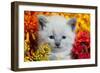Cute Kitten and Flowers-EEI_Tony-Framed Photographic Print