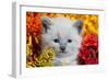 Cute Kitten and Flowers-EEI_Tony-Framed Photographic Print