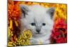 Cute Kitten and Flowers-EEI_Tony-Mounted Photographic Print