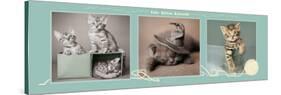 Cute Kitten Kaboodle-Rachael Hale-Stretched Canvas