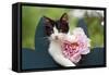 Cute Kitten with Pink Flower-null-Framed Stretched Canvas