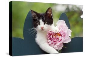 Cute Kitten with Pink Flower-null-Stretched Canvas