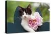 Cute Kitten with Pink Flower-null-Stretched Canvas