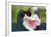 Cute Kitten with Pink Flower-null-Framed Photographic Print