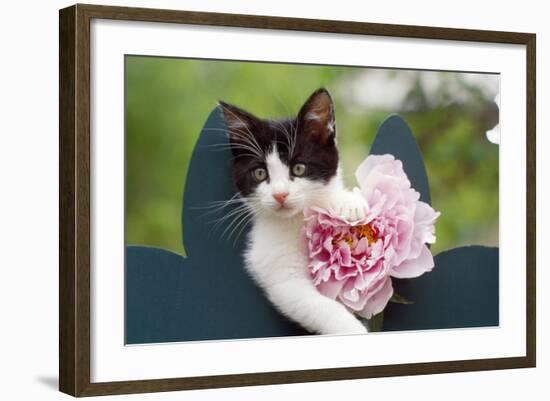 Cute Kitten with Pink Flower-null-Framed Photographic Print