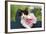 Cute Kitten with Pink Flower-null-Framed Photographic Print