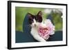 Cute Kitten with Pink Flower-null-Framed Photographic Print