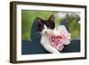 Cute Kitten with Pink Flower-null-Framed Photographic Print