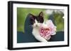 Cute Kitten with Pink Flower-null-Framed Photographic Print