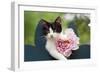 Cute Kitten with Pink Flower-null-Framed Photographic Print