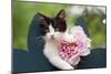 Cute Kitten with Pink Flower-null-Mounted Photographic Print