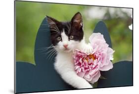 Cute Kitten with Pink Flower-null-Mounted Photographic Print