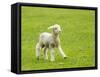 Cute Lamb in Meadow in New Zealand-BackyardProductions-Framed Stretched Canvas