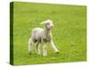Cute Lamb in Meadow in New Zealand-BackyardProductions-Stretched Canvas