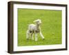 Cute Lamb in Meadow in New Zealand-BackyardProductions-Framed Photographic Print