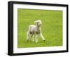 Cute Lamb in Meadow in New Zealand-BackyardProductions-Framed Photographic Print