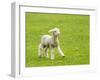 Cute Lamb in Meadow in New Zealand-BackyardProductions-Framed Photographic Print