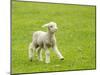 Cute Lamb in Meadow in New Zealand-BackyardProductions-Mounted Photographic Print