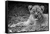 Cute Lion Cub In Black And White-Donvanstaden-Framed Stretched Canvas