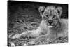 Cute Lion Cub In Black And White-Donvanstaden-Stretched Canvas