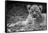 Cute Lion Cub In Black And White-Donvanstaden-Framed Stretched Canvas