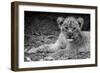 Cute Lion Cub In Black And White-Donvanstaden-Framed Art Print