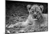 Cute Lion Cub In Black And White-Donvanstaden-Mounted Art Print