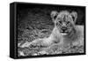 Cute Lion Cub In Black And White-Donvanstaden-Framed Stretched Canvas