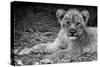 Cute Lion Cub In Black And White-Donvanstaden-Stretched Canvas