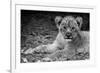 Cute Lion Cub In Black And White-Donvanstaden-Framed Art Print