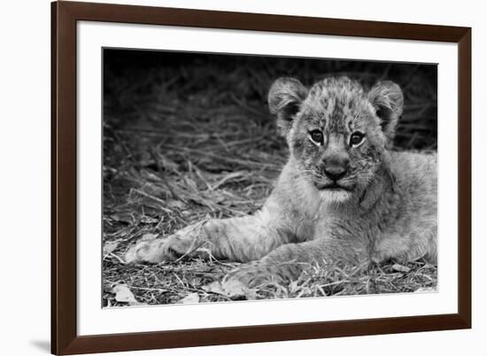 Cute Lion Cub In Black And White-Donvanstaden-Framed Art Print