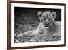 Cute Lion Cub In Black And White-Donvanstaden-Framed Art Print