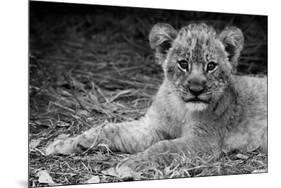 Cute Lion Cub In Black And White-Donvanstaden-Mounted Art Print