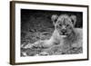 Cute Lion Cub In Black And White-Donvanstaden-Framed Art Print