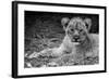 Cute Lion Cub In Black And White-Donvanstaden-Framed Art Print