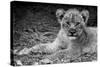 Cute Lion Cub In Black And White-Donvanstaden-Stretched Canvas