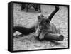 Cute Lion Cub-null-Framed Stretched Canvas