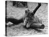 Cute Lion Cub-null-Stretched Canvas