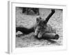 Cute Lion Cub-null-Framed Photographic Print