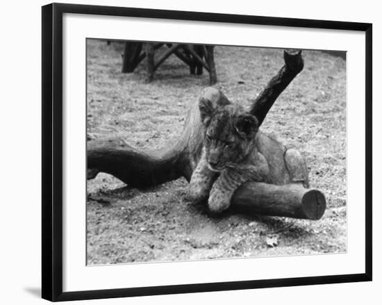 Cute Lion Cub-null-Framed Photographic Print